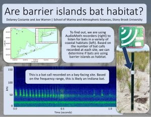 Costante bat barrier island